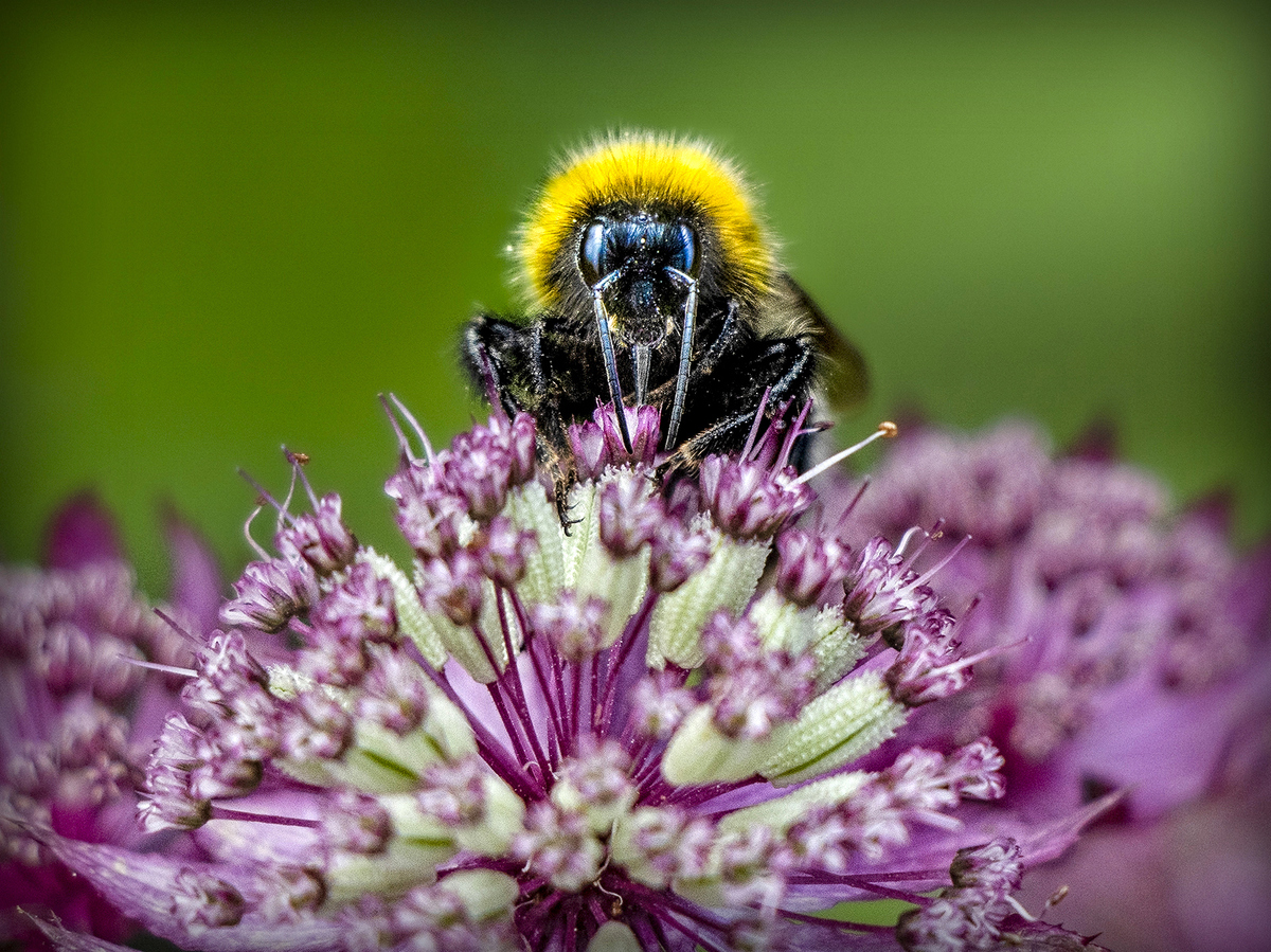 The Bee - Amanda Bancroft